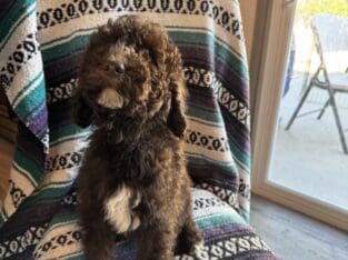 Puppies Golden Doodle
