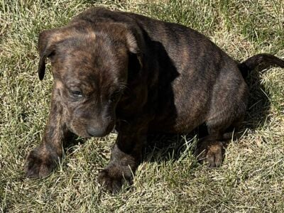 Golden Retriever/Pitbull Mix