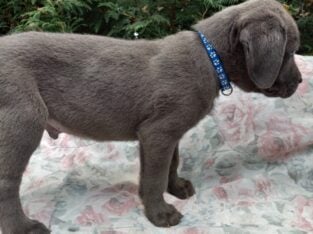 Stunning Cane Corso pups