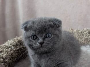 Purebred Scottish Fold Kittens – New York