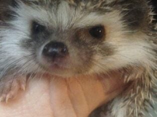 Baby hedgehogs for sale looking for good homes