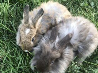 Mini Angora rabbits