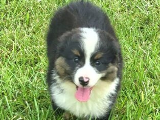 AKC health tested Mini/Toy Aussies