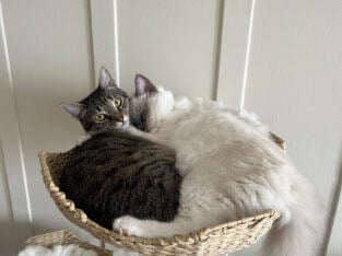 2 Cats In Need of Loving home Ragdoll + Grey Tabby