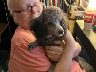 AKC Toy Poodle Male “Sam”