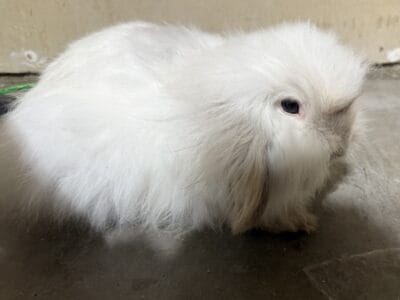 European Teddywidder Rabbit