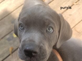 Cane Corso puppies