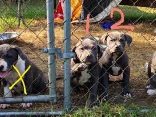 Beautiful Blue w/White Pitbull Puppies