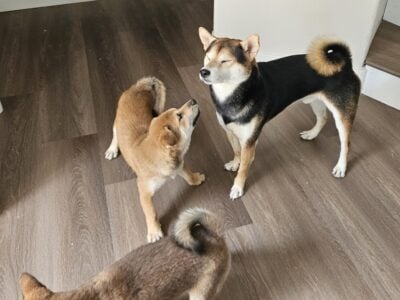 Shiba Inu Puppy – 12 Weeks Old (Born 5/3 &nbsp;...