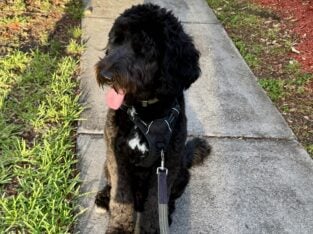 Tuxedo Goldendoodle 2 years old 2nd Gen (F2)