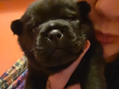 CHOW/PUG PUPPIES FOR SALE