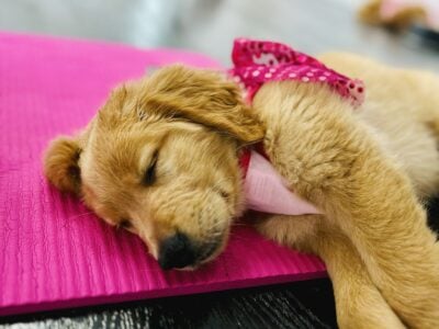 Golden Retriever Puppies ready to go home Now!