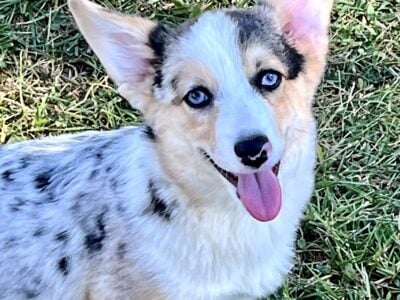 Female Corgi