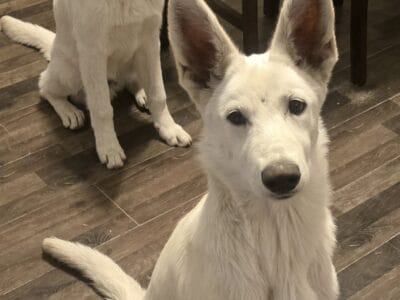 White German Shepherd Puppies 5 months old