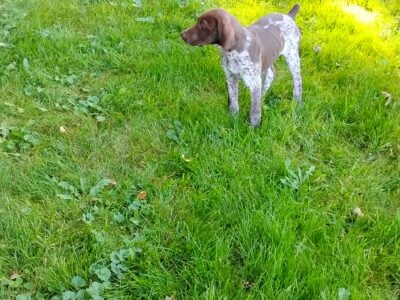 GSP pups AKC registered purebred