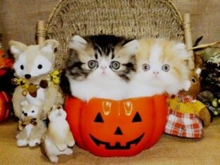 Top Quality Long Haired Purebred Persian Kittens