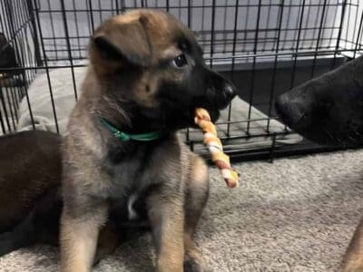 Beautiful Belgian Malinois pups