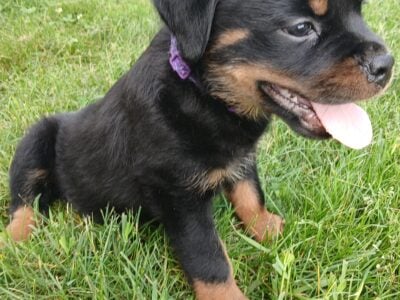 Rottweiler Puppies AKC