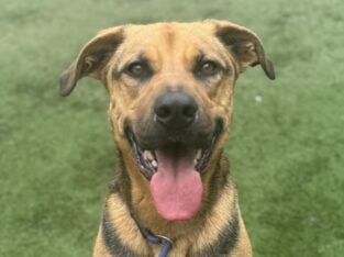 Max is in need of a forever home