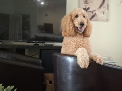 Goldendoodle Looking For a New Home