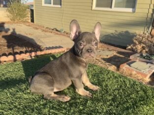 LOKI – Blue & Tan Fluffy Carrier