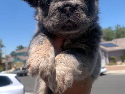 Lilac n tan visual fluffys carrying Isabella