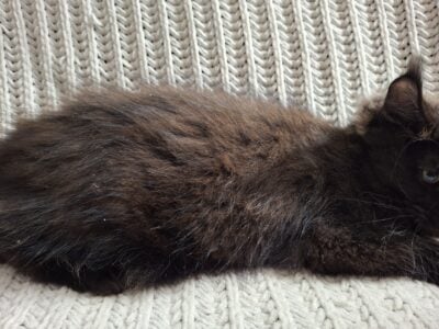 Maine Coon Kitten Chocolate Smoke