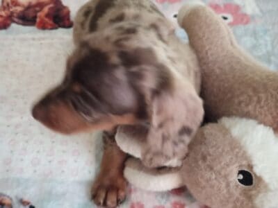 CKC DACHSHUND MINI CHOCOLATE DAPPLE MAVERI &nbsp;...