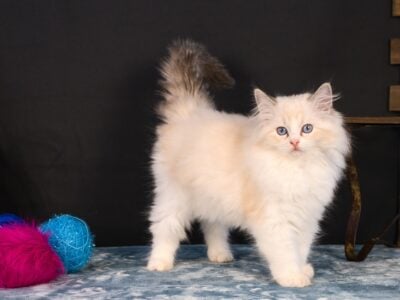 Royal Blue Eyes – Ragdolls – Kittens 2