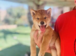 Purebred Red Shiba Inus. Male and female