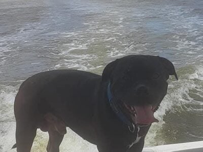 ISO American Staffy Pit puppy