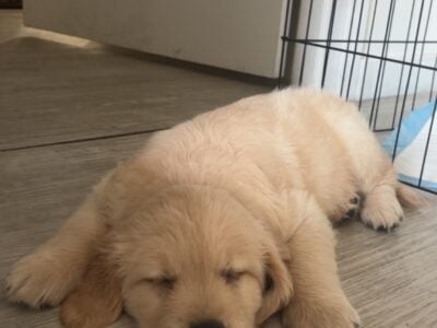 8-Week-Old Golden Retriever Puppy – Loving Home Ne