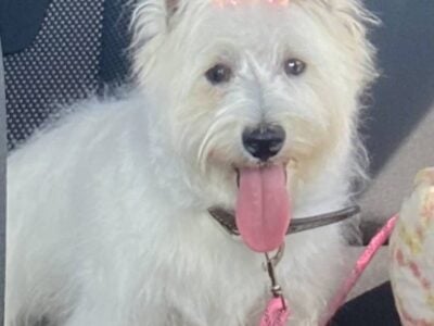 Westie AKC Female Looking for a family