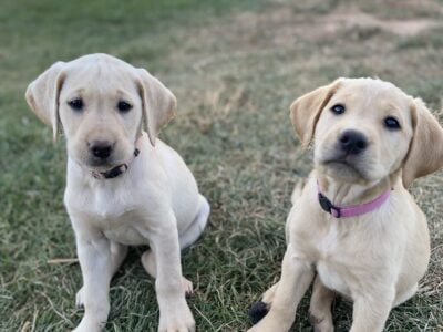 AKC English Labrador puppies Yellow &  &nbsp;...