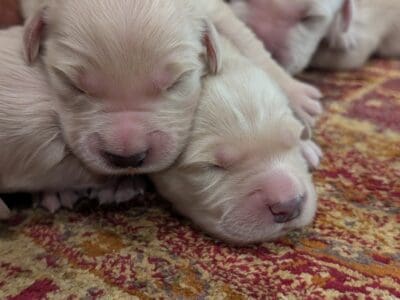 AKC Golden Retriever Puppies Available!