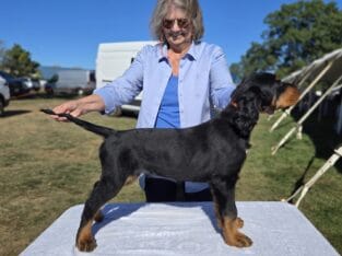 AKC Champion line Gordon Setter puppies
