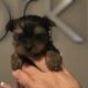 9 Week Old Male AKC Yorkshire Terrier