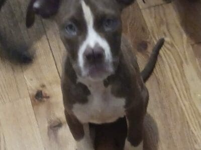 bull mastiff puppies