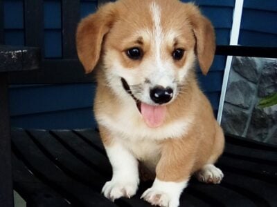 Pembroke welsh corgi male