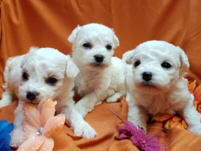 Adorable Champion sired Bichon Frise Puppi &nbsp;...