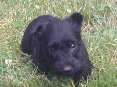 Six AKC Scottish Terrier Puppies For sale