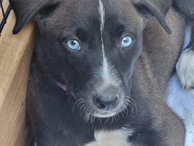 Eight beautiful Labrador/Husky puppies available
