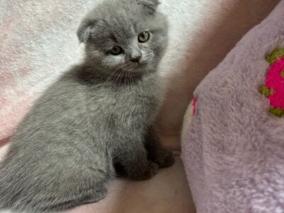 Lovely Kitten Waiting for You