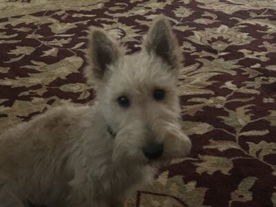 Stanley, good natured, fun pup