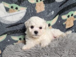 Everest, Bichon Male, Champion line