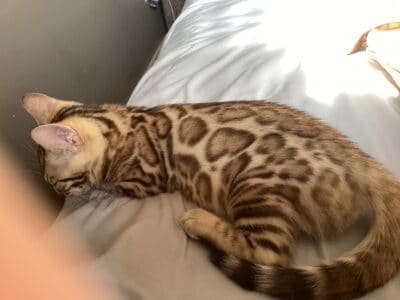 Simply Stunning Clouded Leopard Bengal Kit &nbsp;...