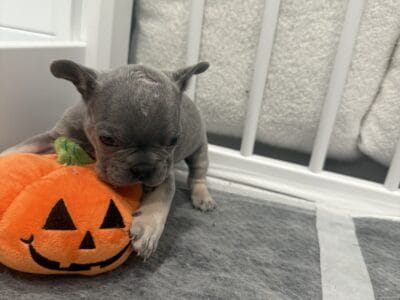 French bulldog