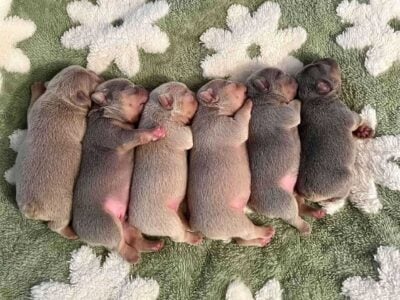 French bulldog puppies