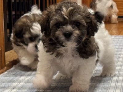 TeddyBear pups 7 weeks