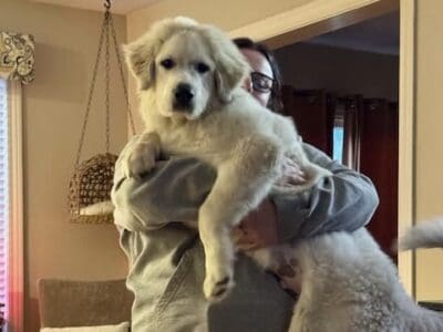 6 m/o AKC Purebred Great Pyrenees Male Pup &nbsp;...